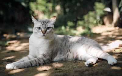 Are Booster Vaccines Necessary for Cats?