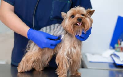 Mystery Canine Respiratory Illness