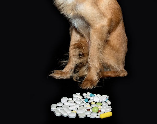 Top Ten Medications Poisonous to Your Pets