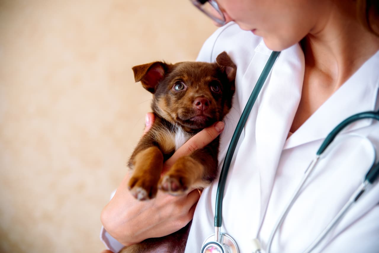 The Vet Examines A Puppy In The Hospital. The Little Dog Got Sic