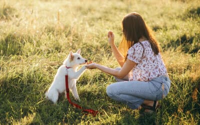 Puppy Behavior and Training – Training Basics