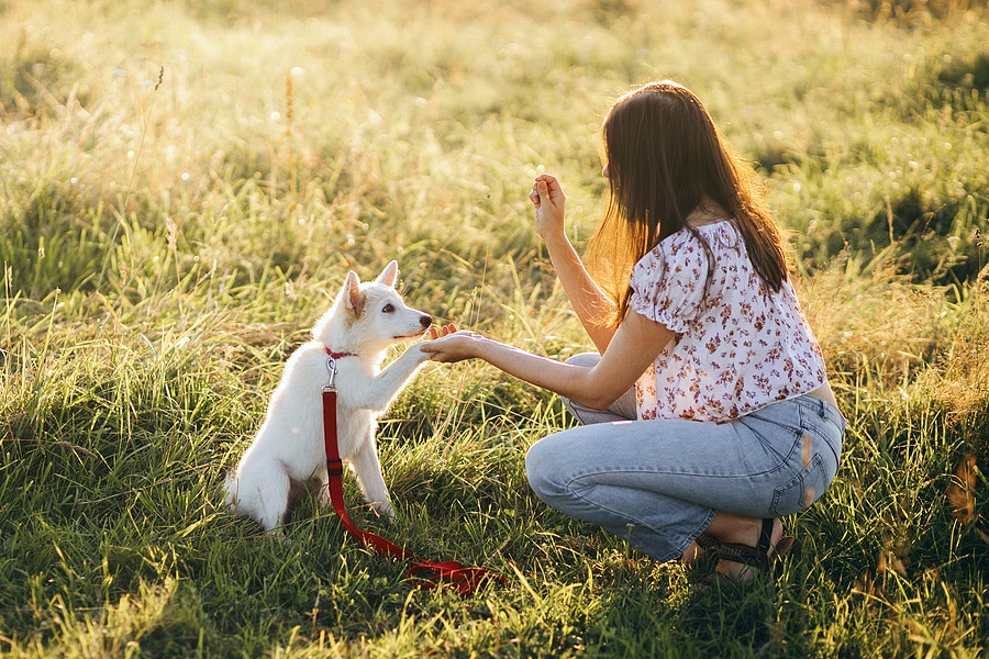 Puppy Behavior and Training – Training Basics