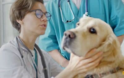 Veterinary shortage tackled by state’s inaugural DVM program