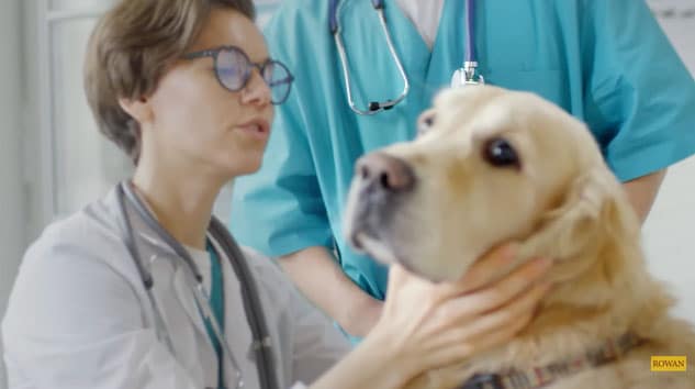 Veterinary shortage tackled by state’s inaugural DVM program