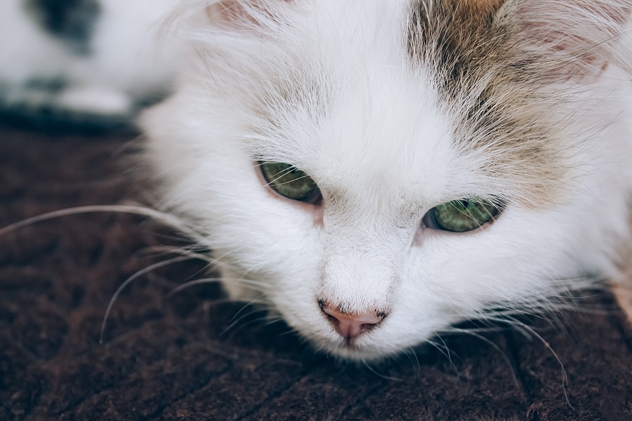 Your Pets and Congestive Heart Failure