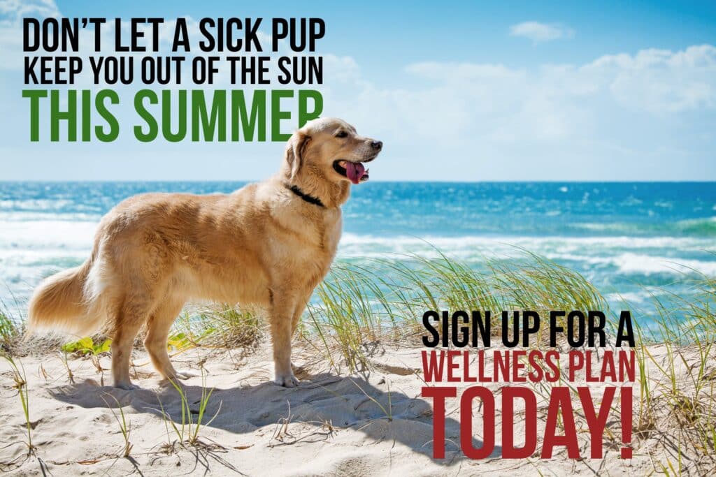 summer dog health