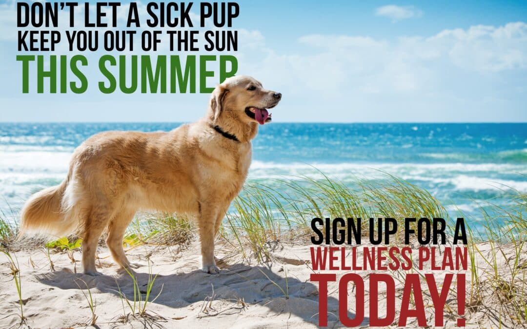 Summer With Your Dog