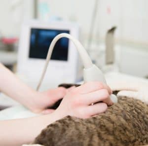 ultrasound to help diagnose pets